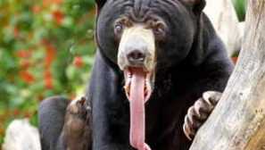 Koliko medvedov živi, ​​pričakovana življenjska doba